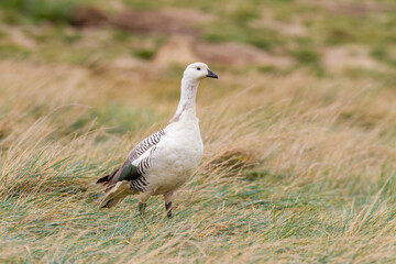 Adult male Magellan goose (upland goose) (Chloephaga picta), on New Island in the Falkland Islands, South Atlantic Ocean