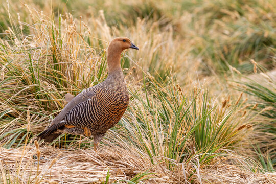 Adult female Magellan goose (upland goose) (Chloephaga picta), on New Island in the Falkland Islands, South Atlantic Ocean