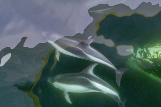 Adult Peale's Dolphin (Lagenorhynchus australis), bow-riding near New Island in the Falkland Islands