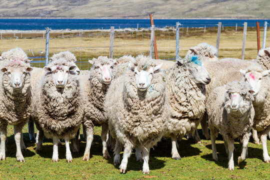Culling sheep for their wool at Long Island Farm outside Stanley in the Falkland Islands, South Atlantic Ocean