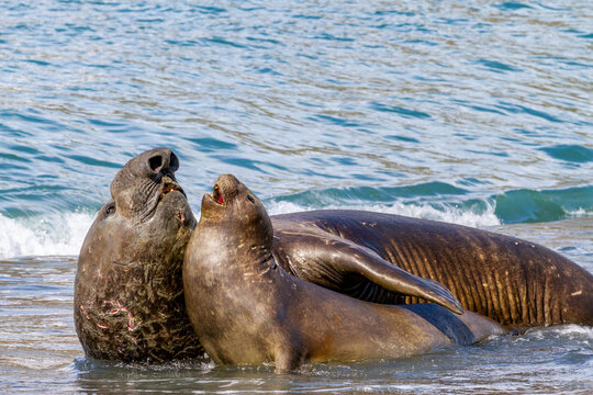 Southern elephant seal (Mirounga leonina) bull holding adult female in the surf to mate with her, South Georgia, Polar Regions