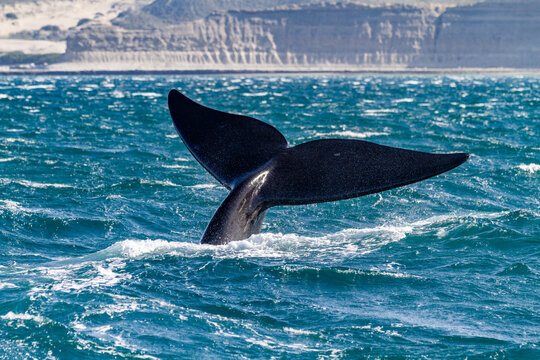 Southern right whale (Eubalaena australis) adult female flukes-up to catch the wind in Puerto Pyramides, Argentina