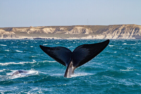 Southern right whale (Eubalaena australis) adult female flukes-up to catch the wind in Puerto Pyramides, Argentina