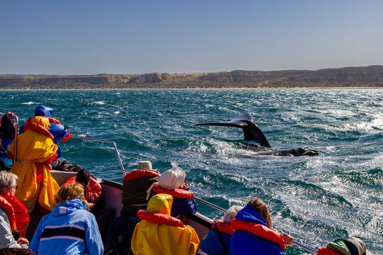 Southern right whale (Eubalaena australis) flukes-up dive near whale watching boat in Puerto Pyramides, Argentina
