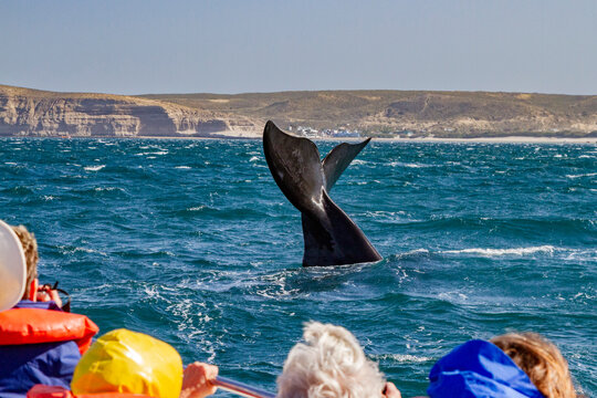 Southern right whale (Eubalaena australis) flukes-up dive near whale watching boat in Puerto Pyramides, Argentina