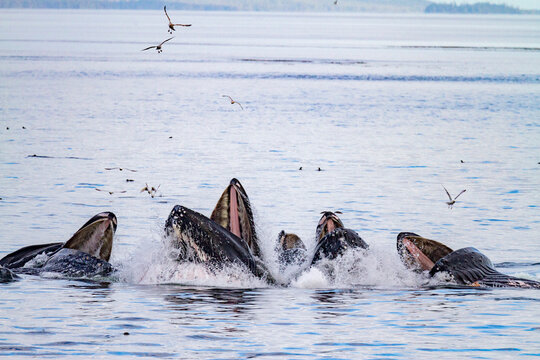 Adult humpback whales (Megaptera novaeangliae) co-operatively bubble-net feeding in Snow Pass, Alaska, United States of America