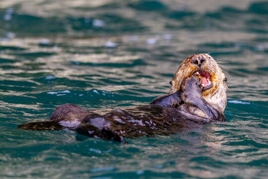 Adult female sea otter (Enhydra lutris kenyoni) eating urchins she has gathered off the sea floor in Inian Pass, Southeastern Alaska, Pacific Ocean, United States of America