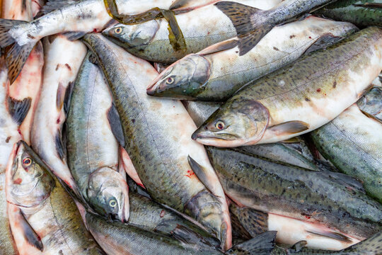 Close-up of fish catch in the fishing town of Petersburg on Mitkof Island, Southeast Alaska, Pacific Ocean, United States of America