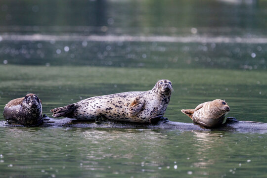 Harbor seals (Phoca vitulina) hauled out on a submerged log in Misty Fjord National Monument, Southeast Alaska, United States of America
