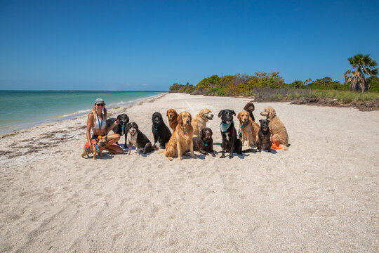 Smiling woman sitting on the beach with a large group of assorted dogs, Fort De Soto, St Petersburg, Florida, USA