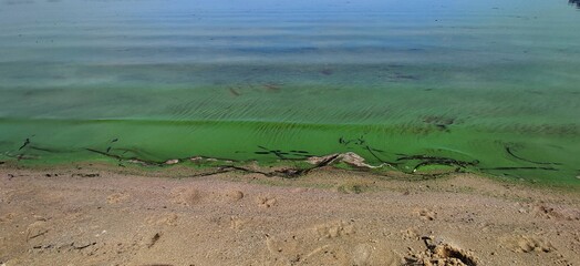 Water pollution by blooming blue green algae - is world environmental problem. Water bodies, rivers...