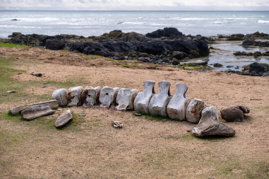 Whale skeleton on Ytri Tunga Beach, Snaefellsnes Peninsula, Iceland
