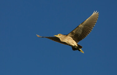 Witch Heron flying at sunset with blue sky in the background.