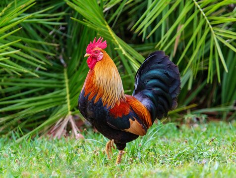 Feral cockerel in Spittal Pond Nature Reserve, Smith's, Bermuda