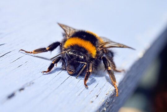 Buff-tailed bumblebee (Bombus terrestris), France