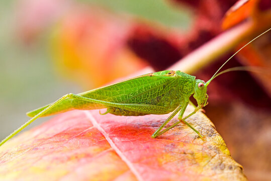 Mediterranean Katydid (Phaneroptera nana) on leaves of staghorn sumac (Rhus typhina), France