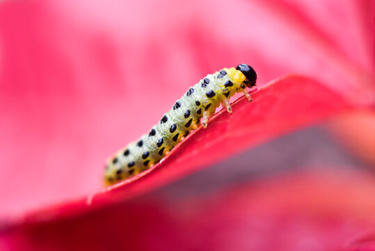 Larvae of sawfly (symphyta), France