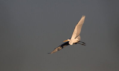 White heron flying in the evening light