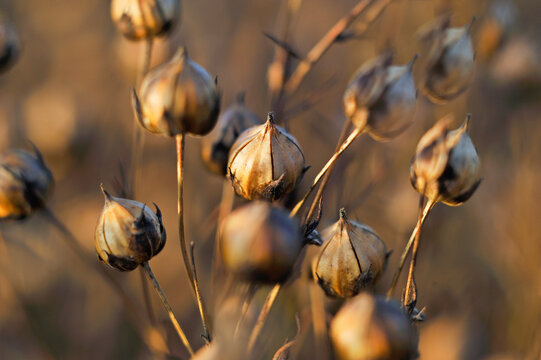 Close-up of the capsules containing seeds in a mature flax field, Eure-et-Loir department, Centre-Val de Loire region, France