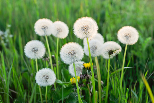 Pappus (seed head) (dandelion clocks) of Taraxacum (Dandelion), France