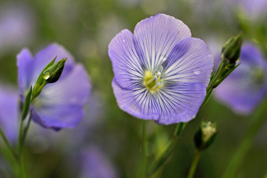 Flax field flowers, Centre-Val de Loire region, France