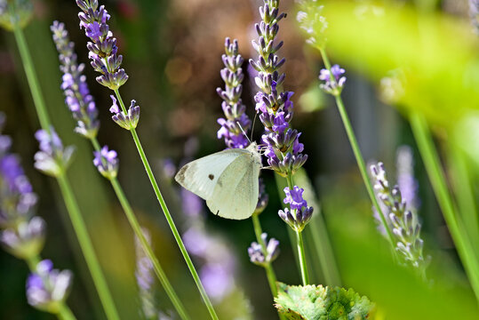 Cabbage white butterfly (Pieris brassicae) on lavender flower, Eure-et-Loir department, Centre-Val-de-Loire region, France