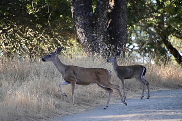 deer in the woods