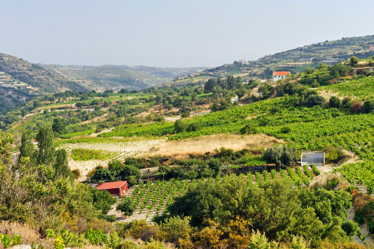 Vineyards around Omodos, Troodos Mountains, Cyprus, Eastern Mediterranean Sea
