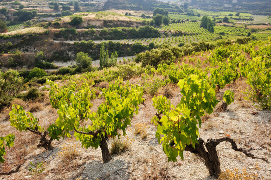 Vineyards around Omodos, Troodos Mountains, Cyprus, Eastern Mediterranean Sea