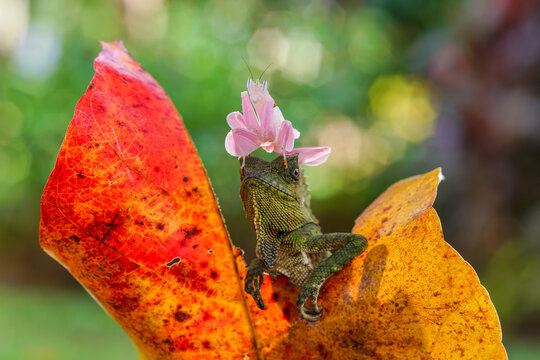 Orchid Mantis sitting on top of a Boyd's Forest Dragon (Hypsilurus boydii) on a leaf, Indonesia