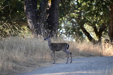 deer in the woods