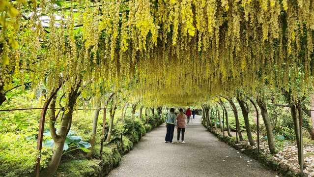 Laburnum Grove, Bodnant Gardens, Conwy, Wales, United Kingdom