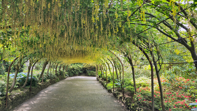 Laburnum Grove, Bodnant Gardens, Conwy, Wales, United Kingdom