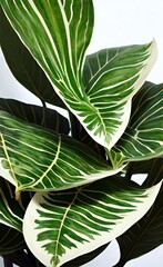 Closeup of green leaves of monstera tropical plant on white background