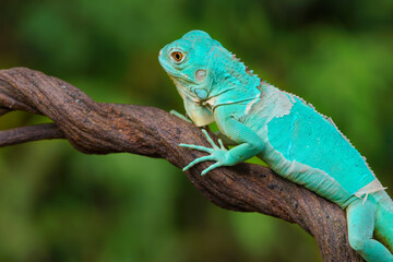 Close-up of a turquoise iguana on a branch, Indonesia