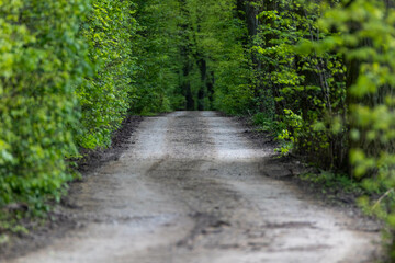 Obraz premium A road with mature trees in spring, lush greenery, a destination