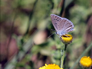 Polyommatus poseidon. Poseidon Blue butterfly. A small butterfly on a yellow daisy.