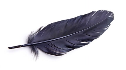 Black feather of a raven on a white background, isola