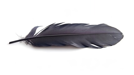 Black feather of a raven on a white background, isola