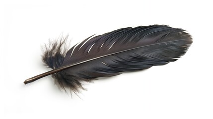 Black feather of a raven on a white background, isola