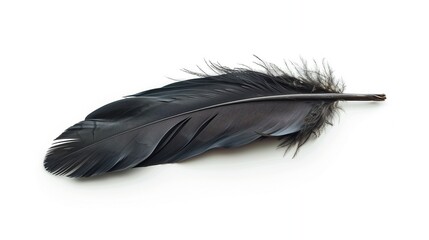 Black feather of a raven on a white background, isola