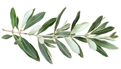 Obraz premium Olive tree branch with green leaves isolated on white background with clipping path