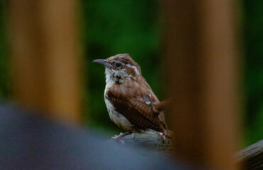Carolina Wren playing a game of peekaboo