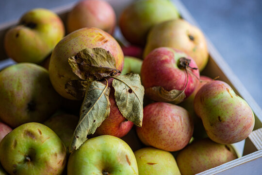 Close-up of freshly harvested organic apples in a wooden crate