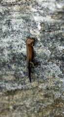 Brown Lizard Camouflaged on Rock Surface