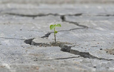 Plants grow from crack