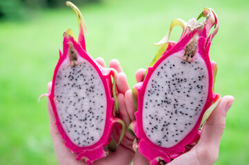 Pitaya or dragon fruit, cut in a woman's hand