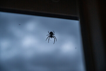 Silhouette of a black widow spider. A large poisonous spider sits on a window, evening time