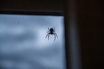 Silhouette of a black widow spider. A large poisonous spider sits on a window, evening time