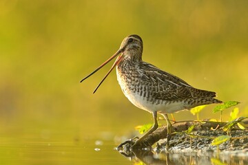 Common snipe Gallinago gallinago bird rain water in pond wetland wading shorebirds waders young nature wildlife cute darling, beautiful animal, lovely animal, ornithology, fauna wildlife Europe